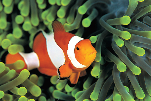 clownfish in oral