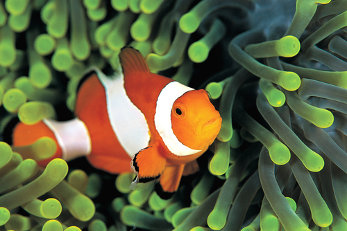 clownfish