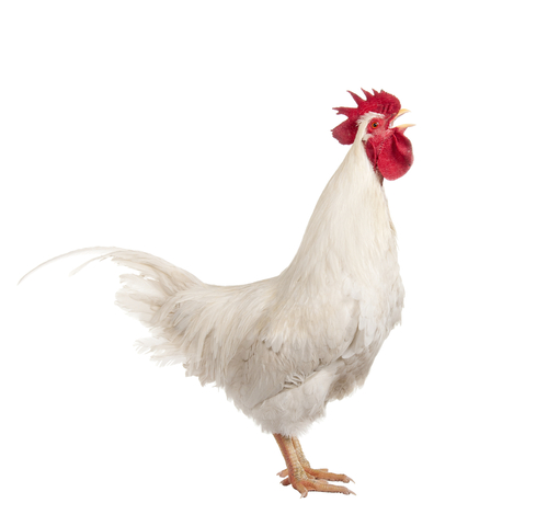 Cockerel