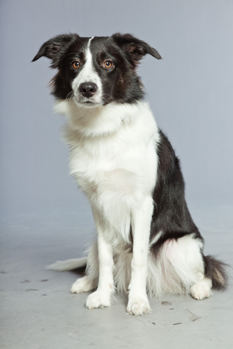 collie dog