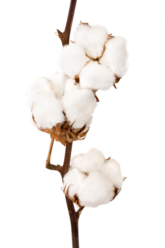 cotton plant