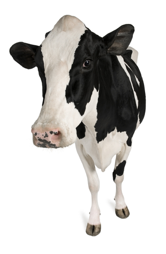 A cow