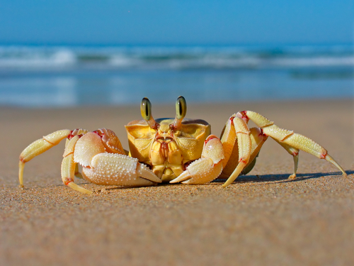 crab on the seashore