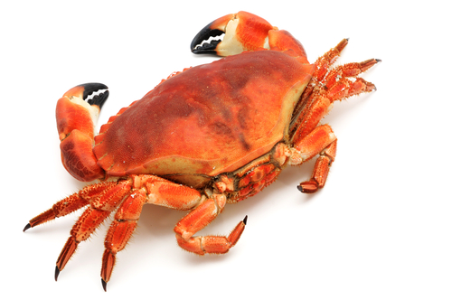 crab