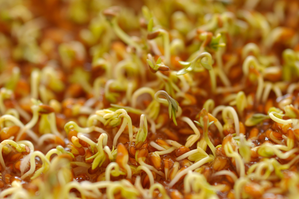 Cress seeds