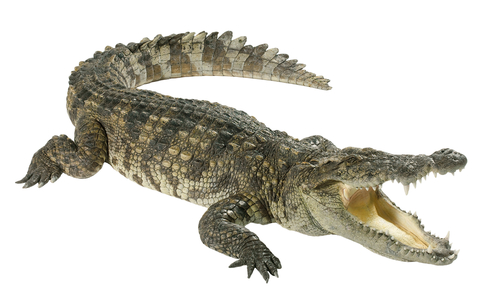 crocodile