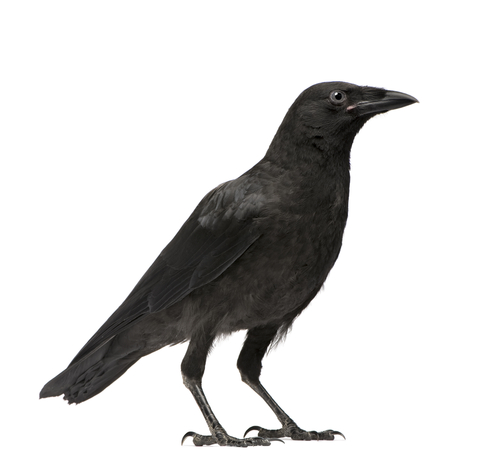 crow