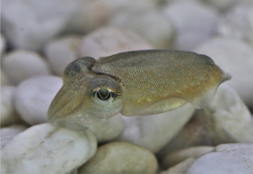 a cuttlefish