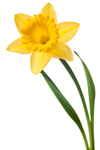 a daffodil
