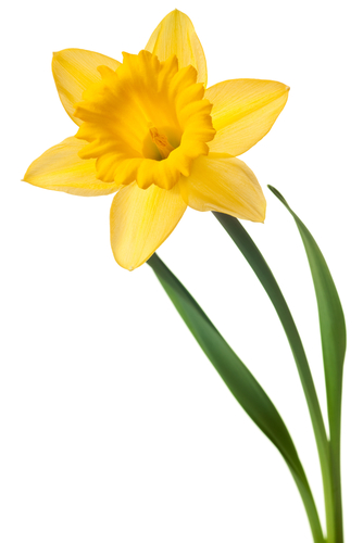 Daffodil