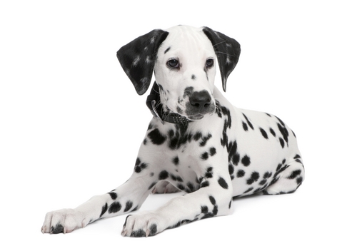 a dalmation