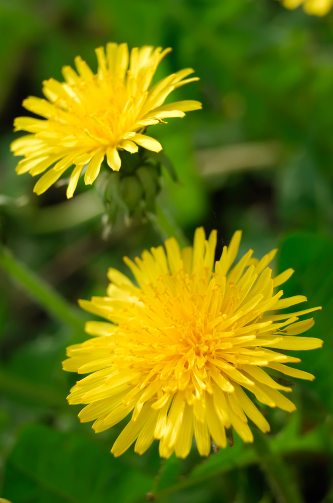 dandelions