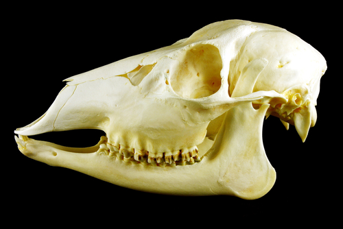 Deer skull - herbivore
