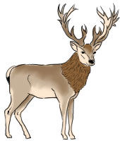 Deer