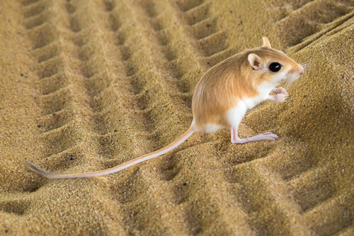 Kangaroo rat