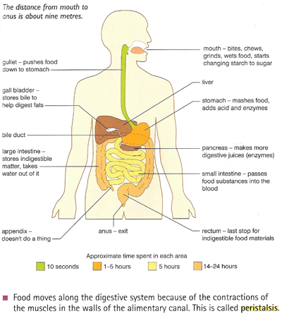 Image of digestive system