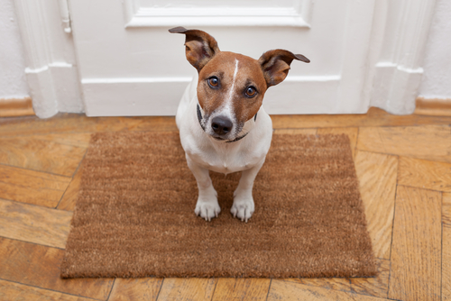 dog on a mat