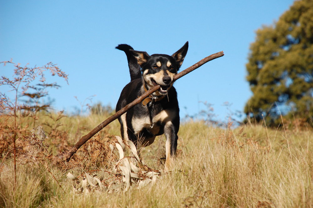 dog running with stick