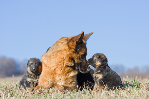 puppies