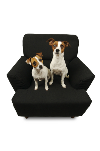 two dogs on a chair