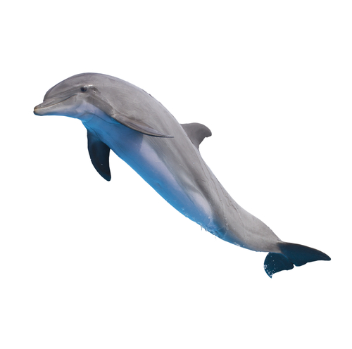 dolphin