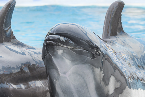 dolphin