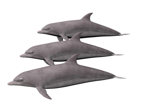 dolphin family