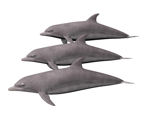 dolphin family