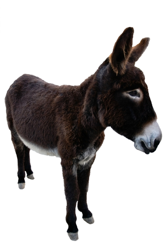 Donkey