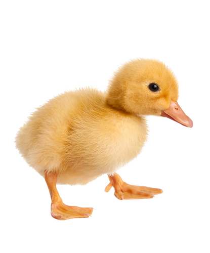 duckling