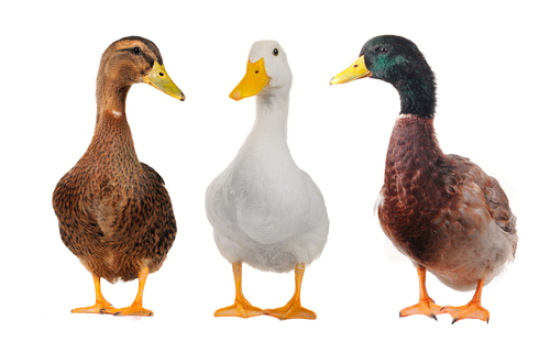 three ducka