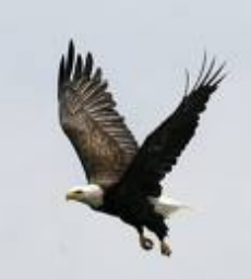 an eagle flying