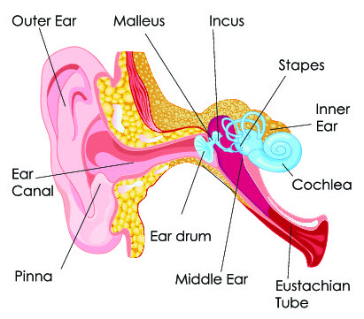 Structure of human ear