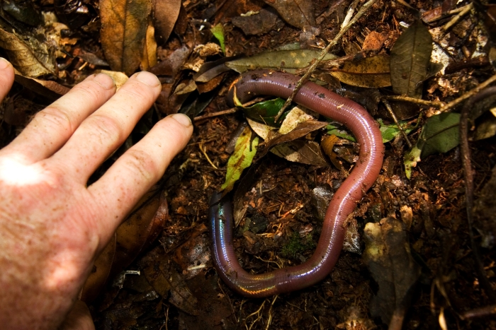 large earthworm in soil leaf litter