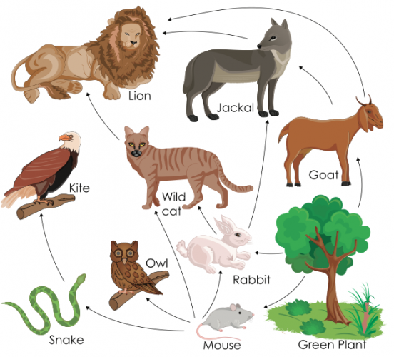 Food web