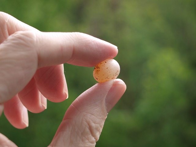 Egg