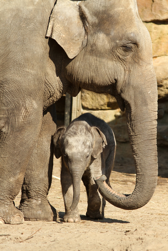 Image of an adult elephant with its baby