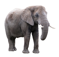 an elephant