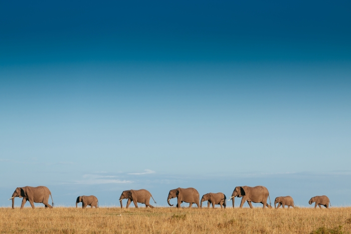 herd of elephants