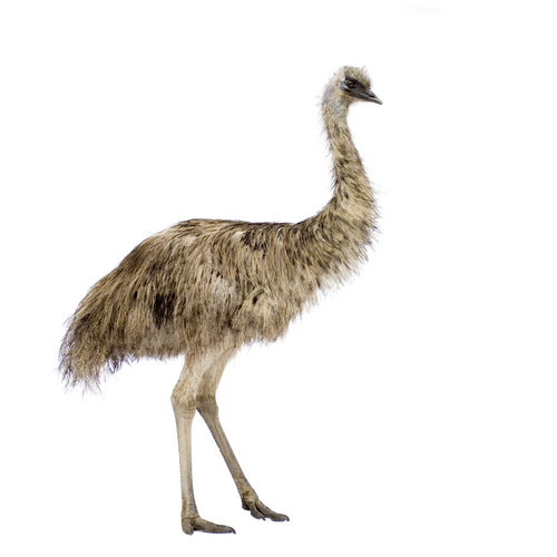 emu