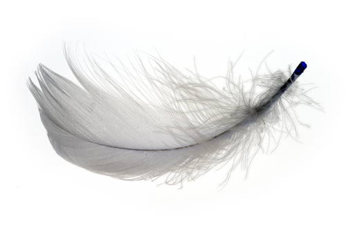 A feather