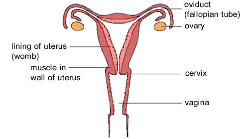 Image of female reproductive system