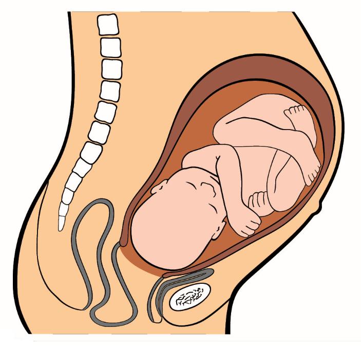 Image of fetus inside mother