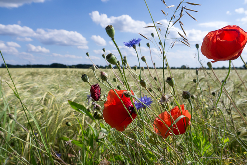 meadow land field