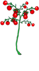 Tomato plant