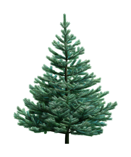 evergreen pine tree