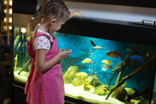 girl looking at a fish tank