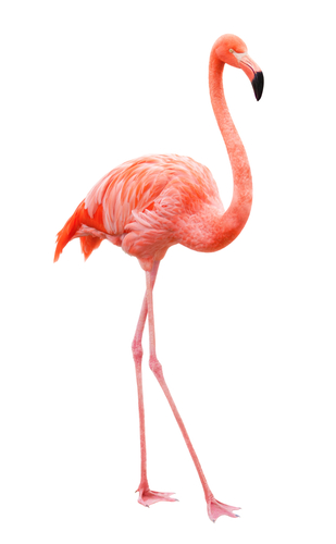 flamingo