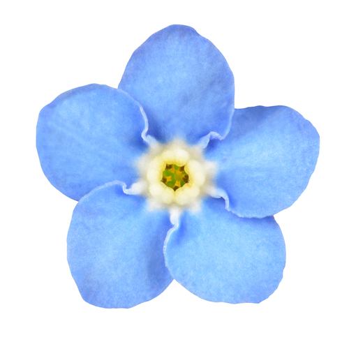 blue flower