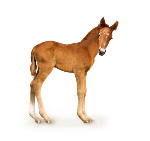 foal